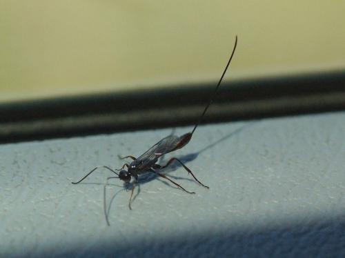 Réf. 236 678 : Cryptinae inconnu